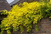 Jasminum officinale Fiona Sunrise (Frojas)