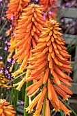 KNIPHOFIA POCO SUNSET