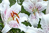 LILIUM MUSCADET