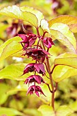 LYCESTERIA FORMOSA GOLDEN LANTERNS (NOTBRUCE)