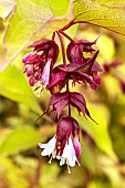 Leycesteria formosa Golden Lanterns (Notbruce)