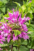 MONARDA DIDYMA BEE-PRETTY