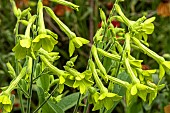 NICOTIANA ALATA LIME GREEN