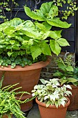 PATIO FOLIAGE POTTED PLANTS