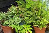 PATIO FOLIAGE POTTED PLANTS