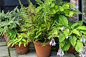 PATIO FOLIAGE POTTED PLANTS