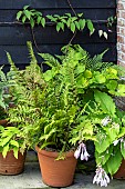 PATIO FOLIAGE POTTED PLANTS