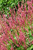 PERSICARIA AMPLEXICAULIS ORANGE FIELD