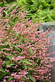 PERSICARIA AMPLEXICAULIS ROWDEN GEM