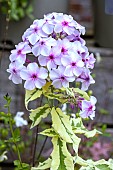 PHLOX PANICULATA NORAH LEIGH