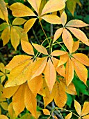 AESCULUS GLABRA OHIO BUCKEYE