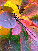 COTINUS COGGYGRIA  (SMOKE BUSH)