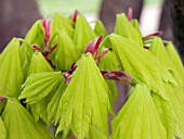 ACER SHIRASAWANUM AUREUM (JAPONICUM AUREUM)