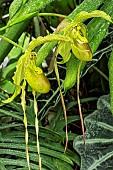 PHRAGMIPEDIUM GRANDE