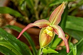 PHRAGMIPEDIUM OLAF GRUSS,