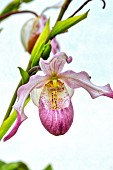 PHRAGMIPEDIUM X SEDENII