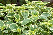 PLECTRANTHUS BARBATUS GRANDIS VARIEGATUS