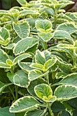 PLECTRANTHUS BARBATUS GRANDIS VARIEGATUS