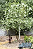 PTEROSTYRAX HISPIDA