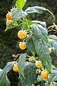 RUBUS IDAEUS, ALL GOLD