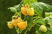 RUBUS IDAEUS, ALL GOLD