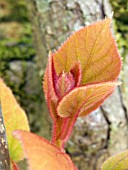 ACTINIDIA CHINENSIS (DELICIOSA),  CHINESE GOOSEBERRY,  KIWI FRUIT