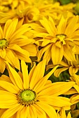 RUDBECKIA HIRTA SUNBECKIA LAURA