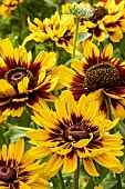 RUDBECKIA SMILEYZ TIGER