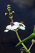 SAGITTARIA SAGITTIFOLIA