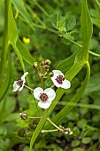 SAGITTARIA SAGITTIFOLIA