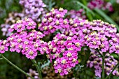 ACHILLEA NEW VINTAGE ROSE (BALVINROSE)