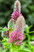 TRIFOLIUM RUBENS