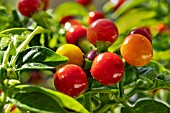 CAPSICUM ANNUUM COFFEE BEAN
