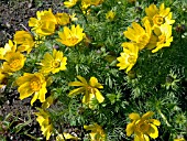 ADONIS VERNALIS