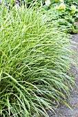 Carex morrowii Variegata