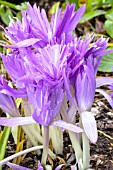 COLCHICUM WATERLILY