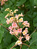 AESCULUS CARNEA (HORSE CHESTNUT)