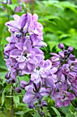 DELPHINIUM LILAC ROSE WITH WHITE BEE