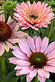 ECHINACEA SUNSEEKERS SALMON