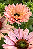 ECHINACEA SUNSEEKERS SALMON