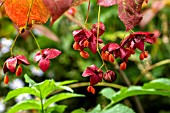 EUONYMUS PLANIPES