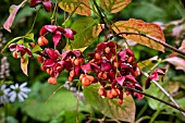 Euonymus planipes