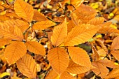 FAGUS GRANDIFOLIA