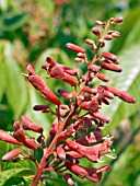 AESCULUS INDICA SYDNEY PEARCE (INDIAN HORSE CHESTNUT)