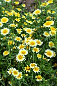 GLEBIONIS CORONARIA