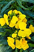 ERYSIMUM SUGAR RUSH