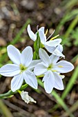 HESPERANTHA COCCINEA ALBA