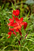 HESPERANTHA COCCINEA MAJOR