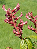 AESCULUS PAVIA ATROSANGUINEA (HORSE CHESTNUT)