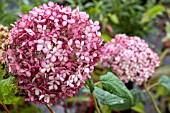 HYDRANGEA ARBORESCENS PINK ANNABELLE